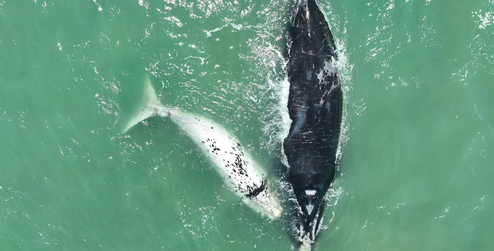 Kaikoura Whale Watching