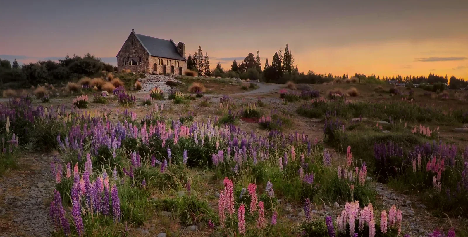 Lake Tekapo & Mount Cook Trip